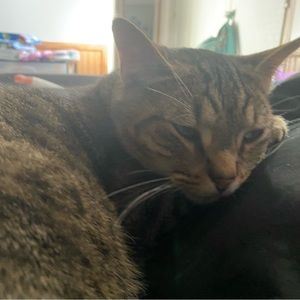 Meet your Posher, Abby